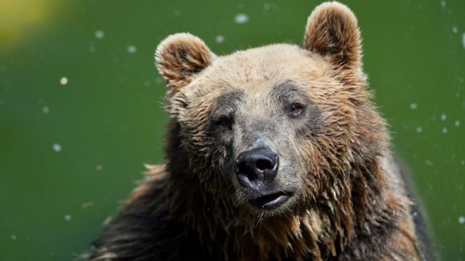 Rear brown bear dies, Bear, Brown, Death, Died, Animal