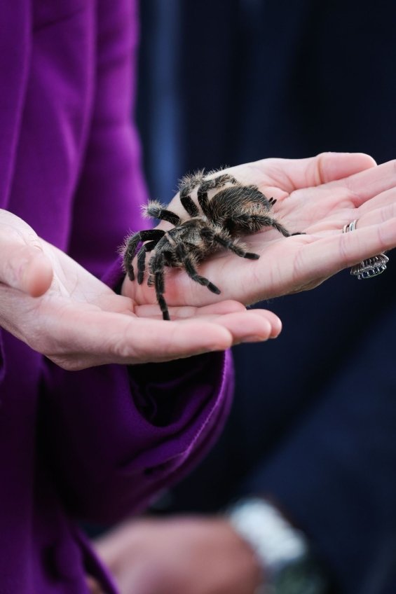 Duchess Catherine was holding a tarantula and Prince William was playing with a snake on a joint tour