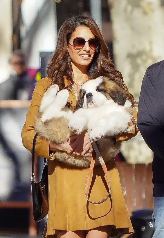 George And Amal Clooney Walk Their Birthday Puppy